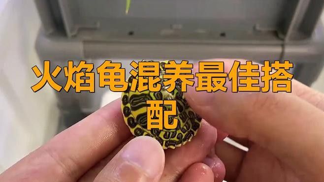 火焰龜可以和龍魚一起養(yǎng)嗎
