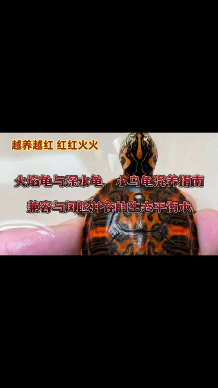 火焰龜可以和龍魚一起養(yǎng)嗎