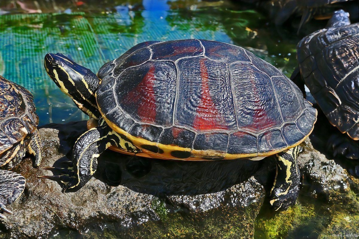 火焰龜可以和龍魚一起養(yǎng)嗎