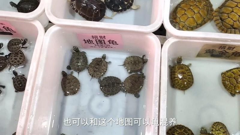 火焰龜可以和龍魚一起養(yǎng)嗎