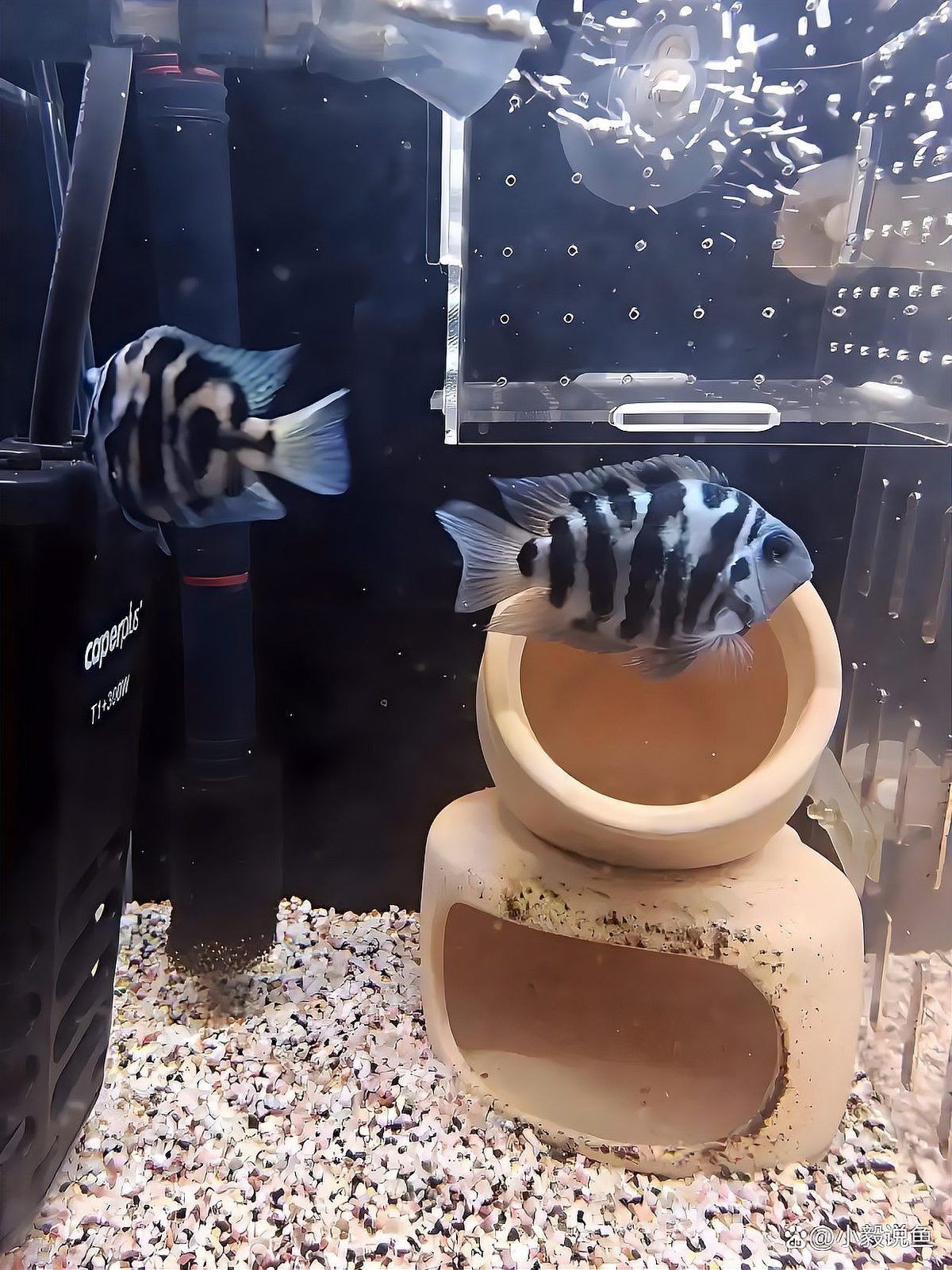 如何選擇適合古典金龍的魚缸品牌？