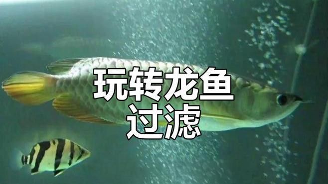 如何選擇適合古典金龍的魚缸品牌？