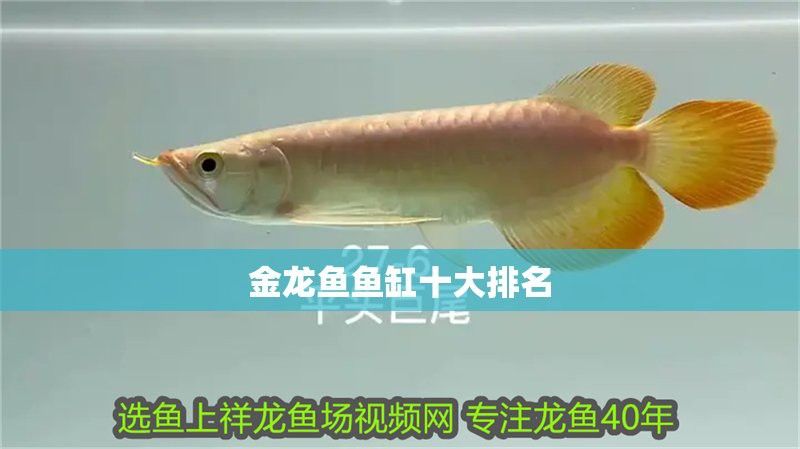 如何選擇適合古典金龍的魚缸品牌？