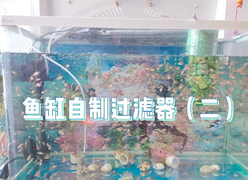 如何選擇適合古典金龍的魚缸品牌？