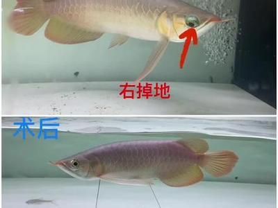 龍魚側游的原因（龍魚側游并靠近缸壁的行為，）