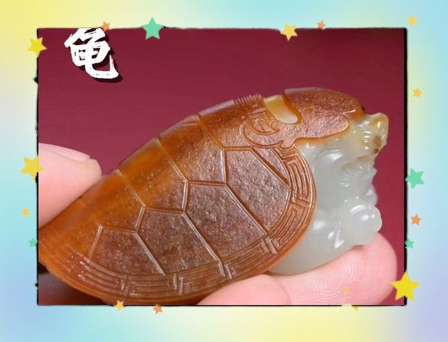 給我推薦一些性價比高的龍龜圖片
