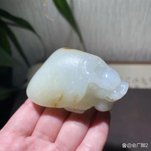 給我推薦一些性價比高的龍龜圖片