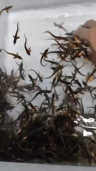 銀龍魚苗長什么樣子圖片視頻
