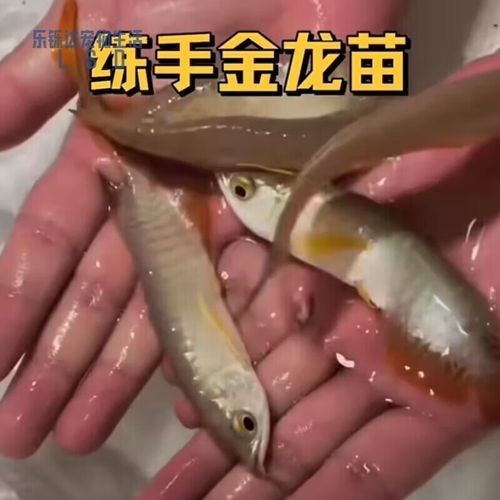 銀龍魚苗長什么樣子圖片視頻