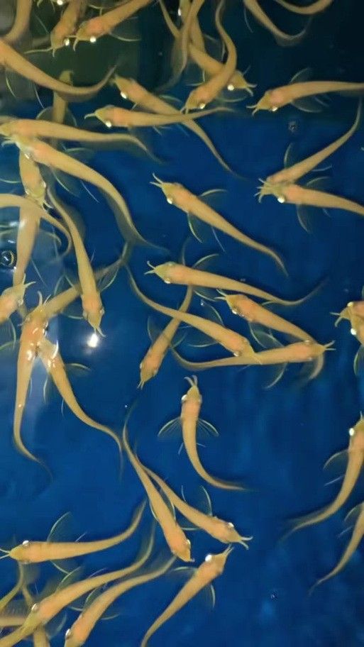 銀龍魚苗長什么樣子圖片視頻