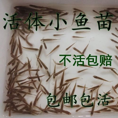 銀龍魚苗長什么樣子圖片視頻