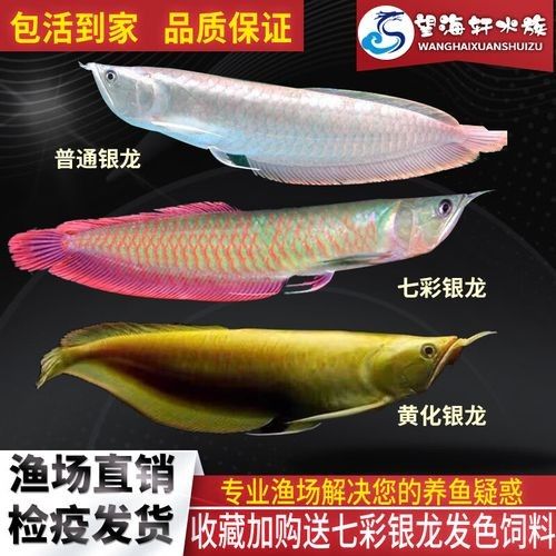 銀龍魚苗長什么樣子圖片視頻