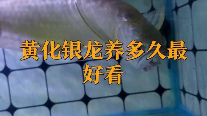 銀龍魚苗長什么樣子圖片視頻