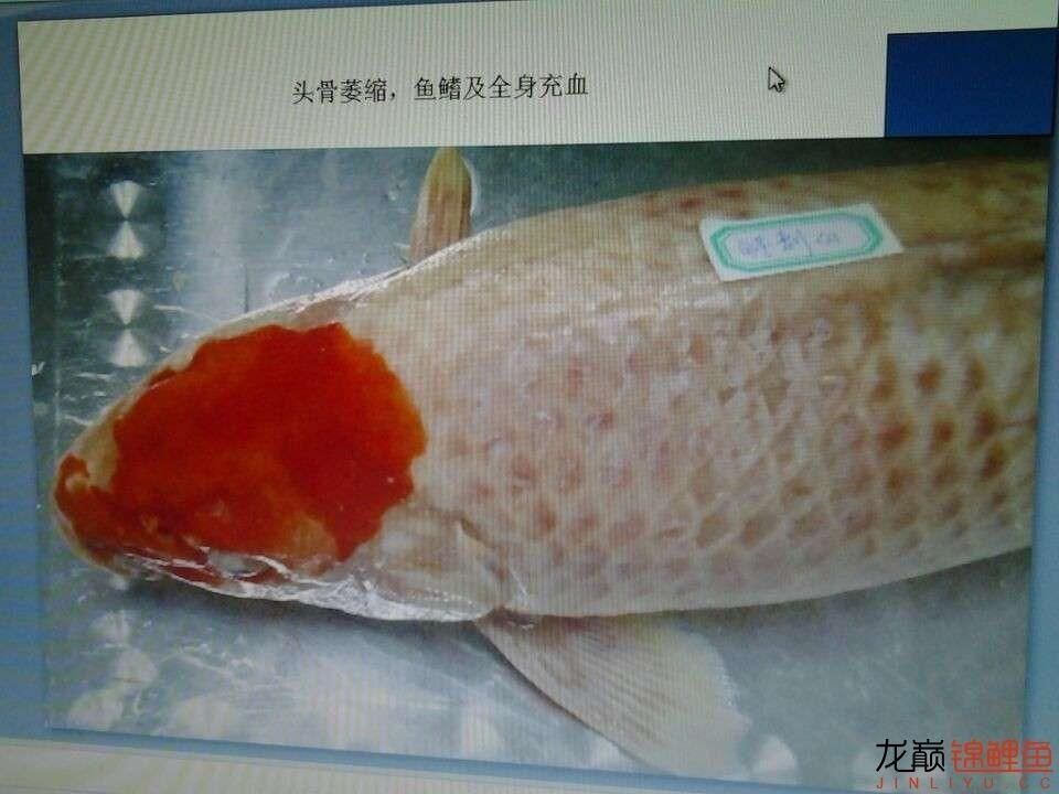 龍魚鱗底充血：關于龍魚鱗底充血的一些詳細信息