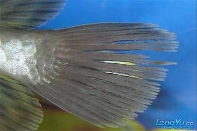 龍魚鱗底充血：關于龍魚鱗底充血的一些詳細信息