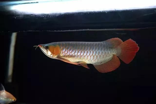 龍魚怎樣才算兜嘴：如何判斷龍魚兜嘴