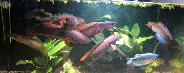 龍頭圖片版權糾紛案例 龍頭圖片版權糾紛案例 龍魚百科 第3張