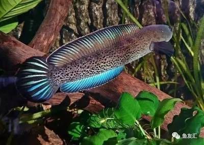 龍頭圖片版權糾紛案例 龍頭圖片版權糾紛案例 龍魚百科 第5張