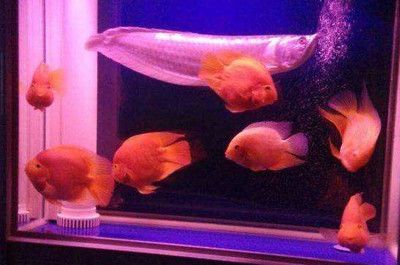 龍魚可以單獨(dú)養(yǎng)嗎：單獨(dú)養(yǎng)龍魚可以單獨(dú)養(yǎng)在一個(gè)新的環(huán)境中，單獨(dú)養(yǎng)龍魚有其獨(dú)特優(yōu)勢