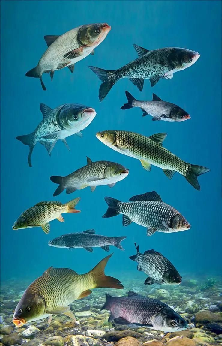 龍鳳鯉魚為何被禁 龍鳳鯉魚為何被禁 龍魚百科 第2張