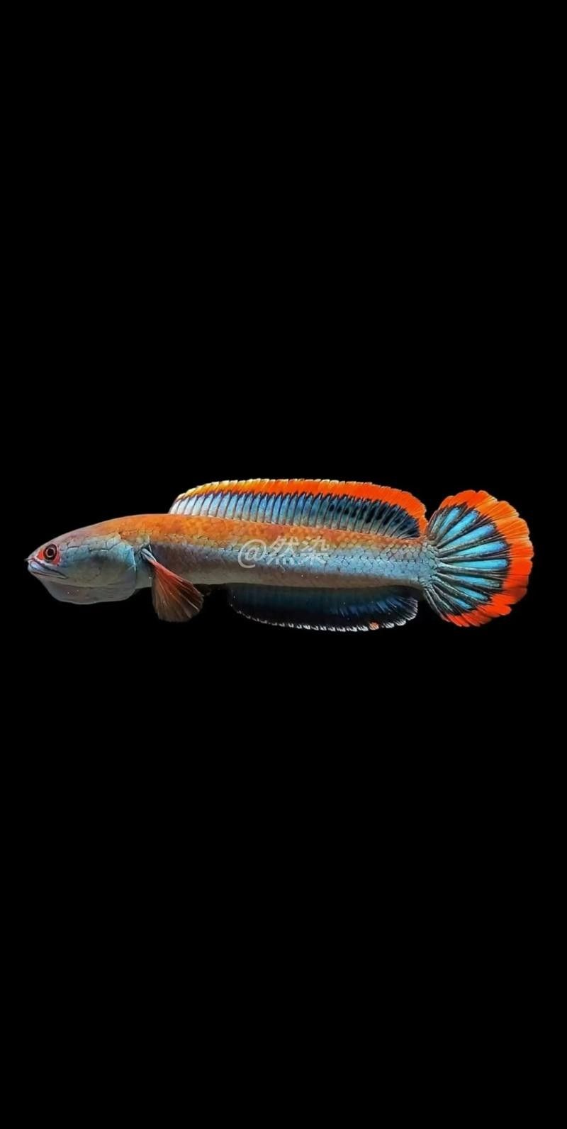 雷龍是龍魚嗎還是海魚圖片欣賞