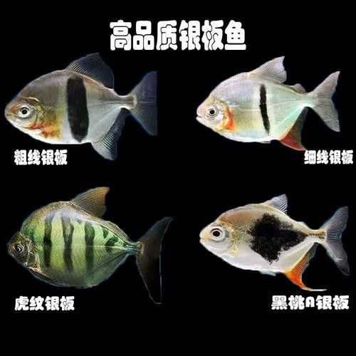 龍魚和粗線魚混養(yǎng)好嗎圖片大全