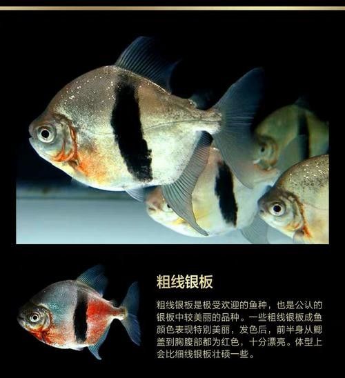 龍魚和粗線魚混養(yǎng)好嗎圖片大全