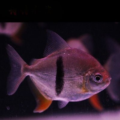 龍魚和粗線魚混養(yǎng)好嗎圖片大全