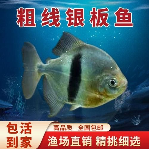 龍魚和粗線魚混養(yǎng)好嗎圖片大全