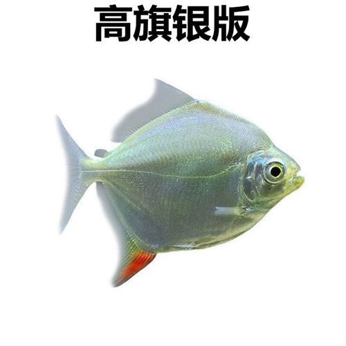 龍魚和粗線魚混養(yǎng)好嗎圖片大全