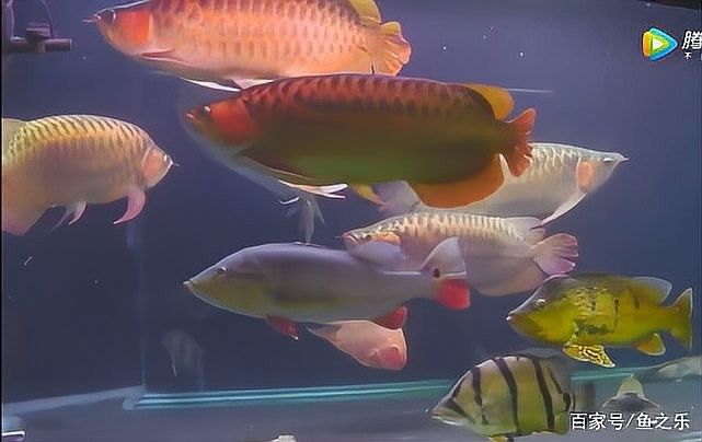 龍魚和粗線魚混養(yǎng)好嗎圖片大全