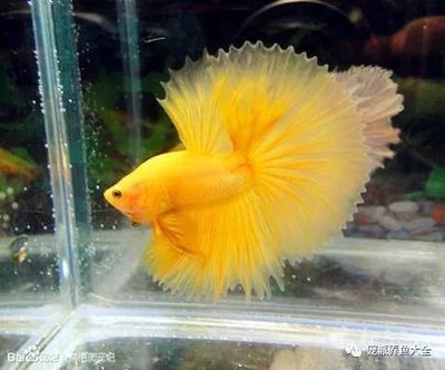 龍魚魚缸溫度多少合適：龍魚水溫過高怎么辦龍魚魚缸水質管理技巧