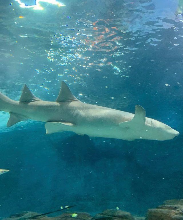 2021上海水族展會祥龍魚場