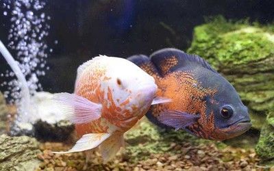 龍魚紅眼怎治療：龍魚紅眼治療方法