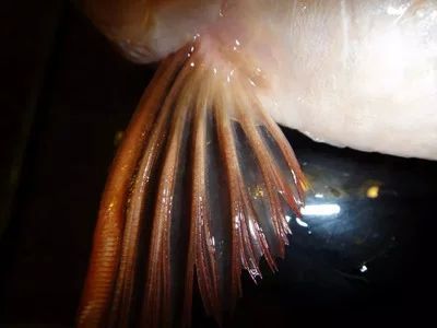 龍魚(yú)的胸鰭斷了一半