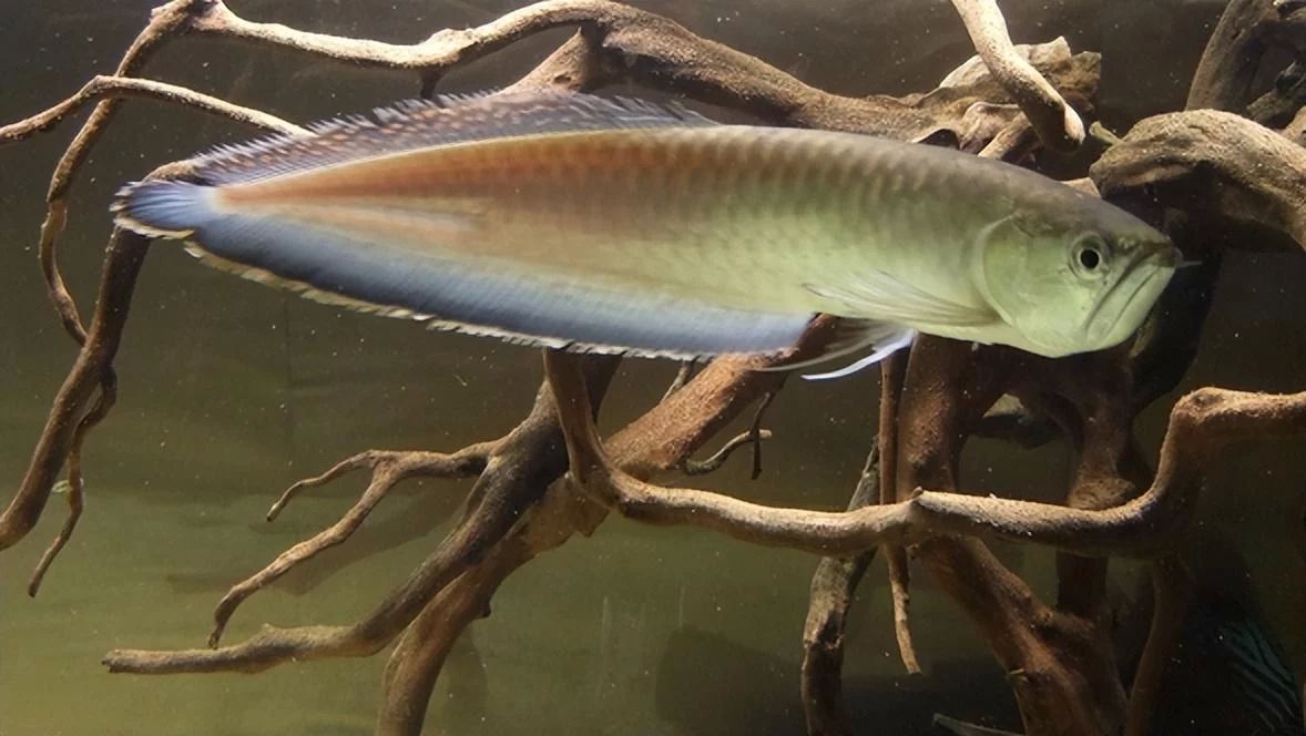 龍魚(yú)的胸鰭斷了一半