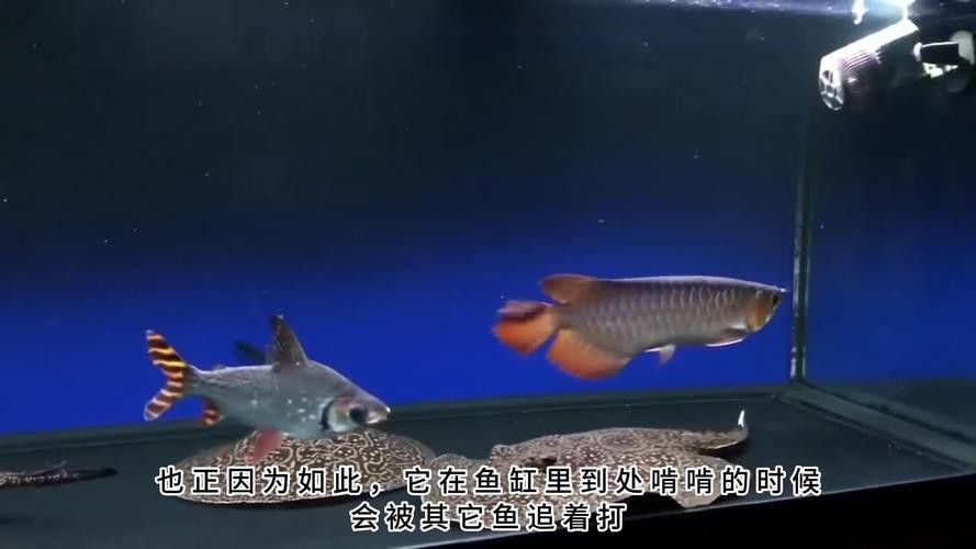 馬拉莫寶石魚飼養經驗