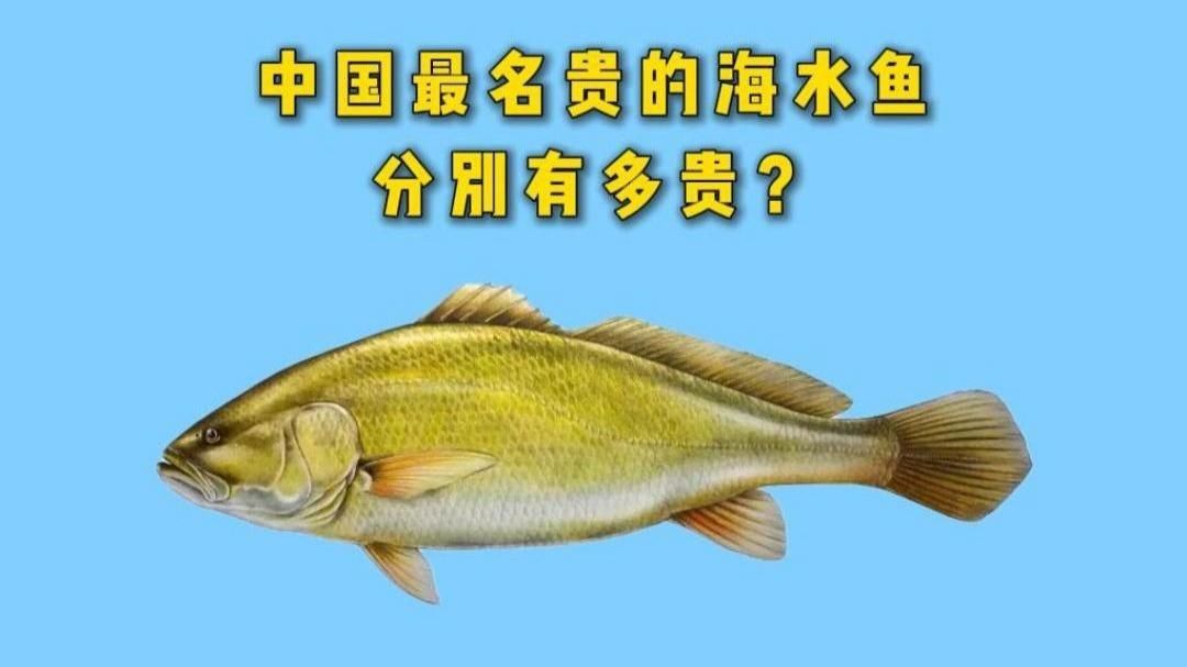 如何判斷一條魚是否值錢？ 如何判斷一條魚是否值錢？ 龍魚百科 第3張