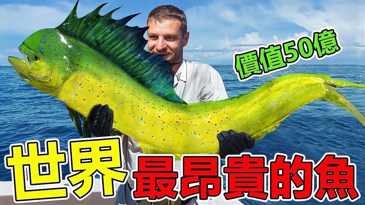 如何判斷一條魚是否值錢？ 如何判斷一條魚是否值錢？ 龍魚百科 第2張
