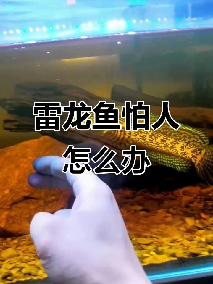 如何訓練龍魚與主人互動？ 如何訓練龍魚與主人互動？ 龍魚百科 第4張