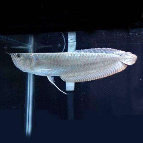 玉林龍魚專賣店 玉林龍魚專賣店 龍魚百科 第3張