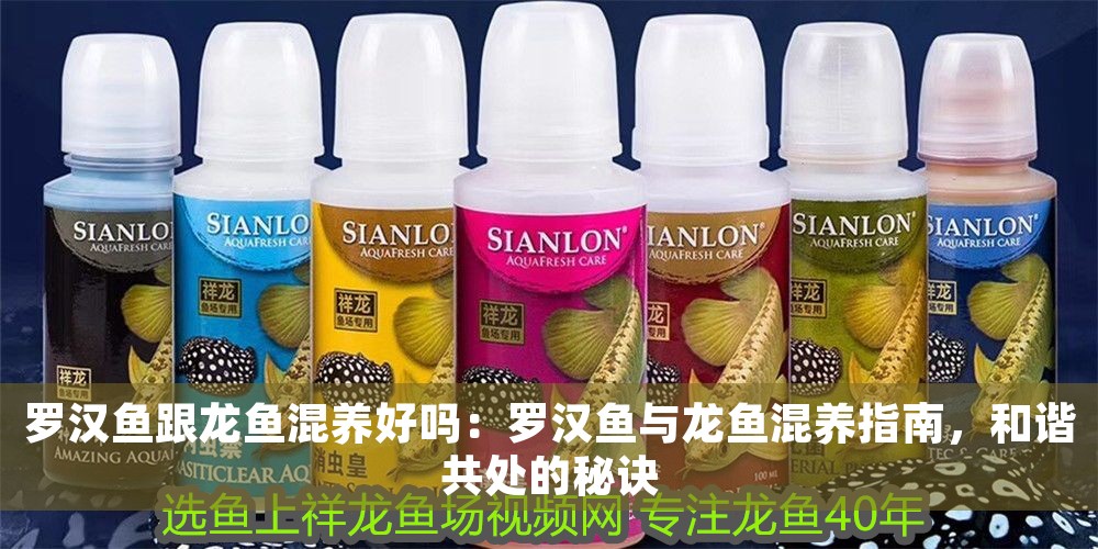 羅漢魚跟龍魚混養好嗎：羅漢魚與龍魚混養指南，和諧共處的秘訣