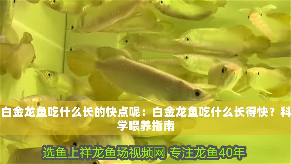白金龍魚(yú)吃什么長(zhǎng)的快點(diǎn)呢：白金龍魚(yú)吃什么長(zhǎng)得快？科學(xué)喂養(yǎng)指南