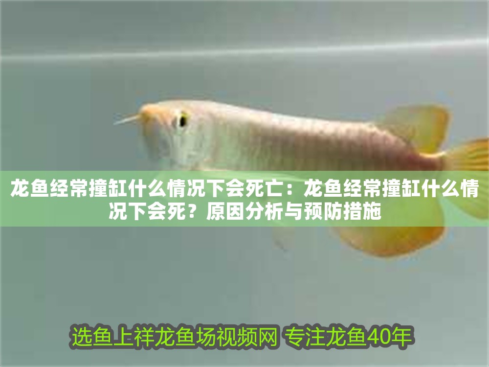 龍魚經(jīng)常撞缸什么情況下會死亡：龍魚經(jīng)常撞缸什么情況下會死？原因分析與預(yù)防措施