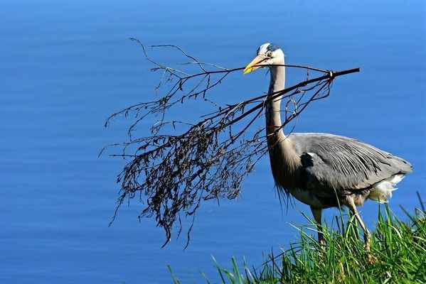 養龍魚水流量多大合適：養龍魚的水流量應該根據魚缸的大小、所需的水泵流量