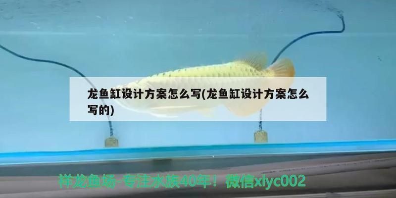 龍魚缸設計：龍魚缸設計原理、材料選擇龍魚缸設計原理、材料選擇