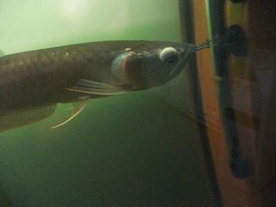 金龍魚頭部起水泡:金龍魚頭部起水泡怎么辦 龍魚百科 第2張 金龍魚頭部起水泡:金龍魚頭部起水泡怎么辦 金龍魚頭部起水泡:金龍魚頭部起水泡怎么辦 龍魚百科 第2張