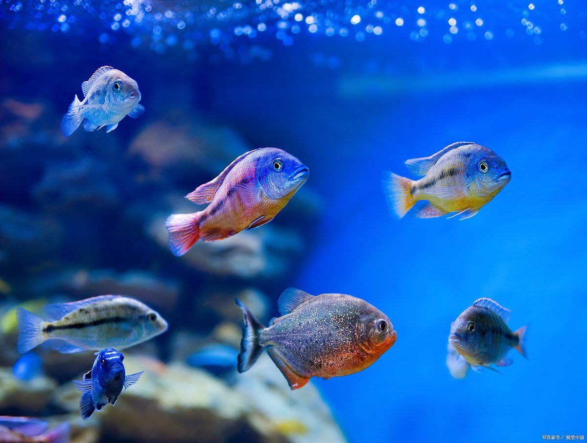 藍龍魚是冷水魚還是熱帶魚呢