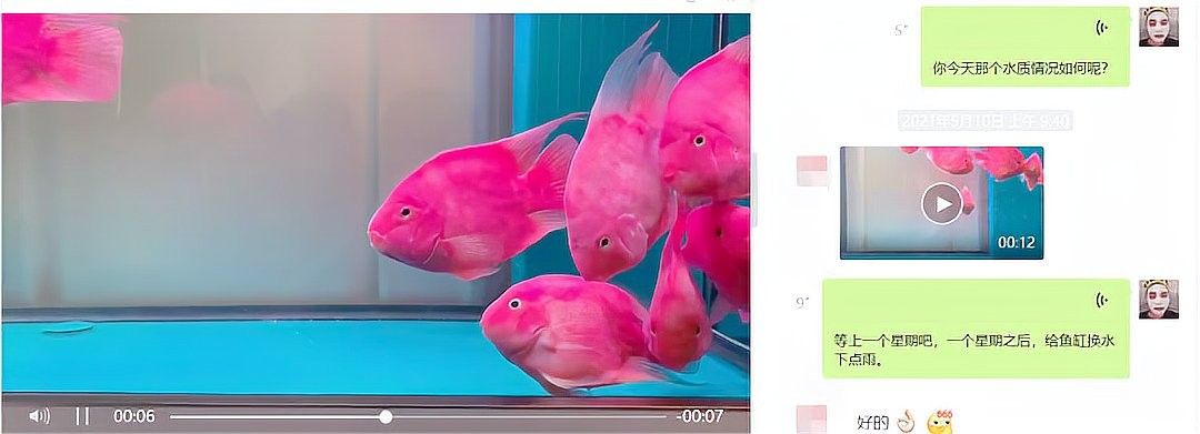 龍魚突眼治療后能恢復如常嗎