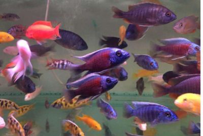 觀賞魚養(yǎng)殖技術(shù)提升方法：如何提高觀賞魚養(yǎng)殖技術(shù)